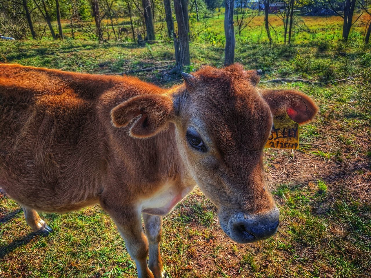 COW STANDING IN FIELD