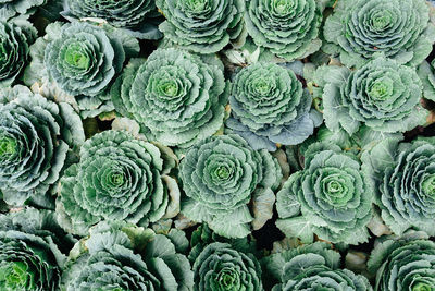 Full frame shot of succulent plants