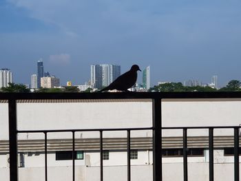 Birds perching on railing against buildings in city