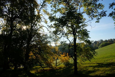 Trees on field against sky