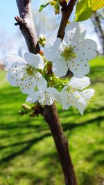 Close-up of white cherry blossom tree