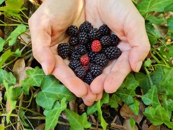 Handful of wild blackberries in the hands