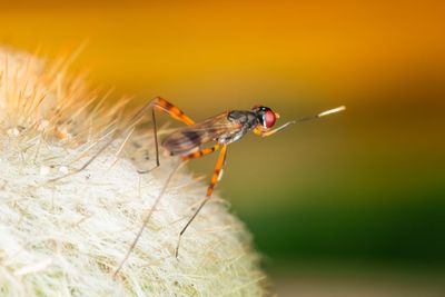 Close-up of insect on flower