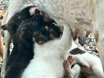 High angle view of cats sleeping