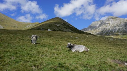 View of a cow on landscape