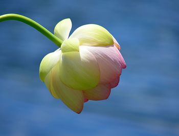 Close-up of flower blooming against sky