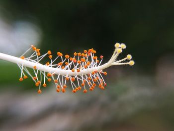 Close-up of orange flower tree