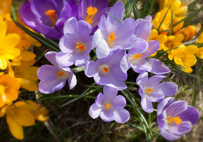 Close-up of purple crocus blooming outdoors