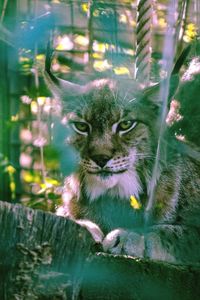 Close-up portrait of a cat