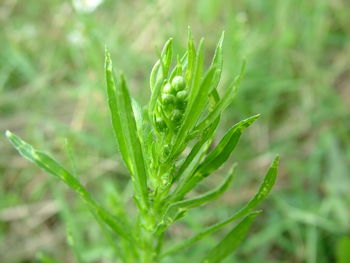 Close-up of plants growing on field