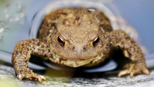 Directly above view of frog in pond