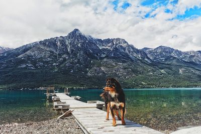 Dog on lake by mountains against sky