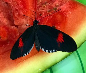 Close-up of butterfly on red leaf