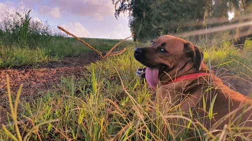 Dog looking away on field