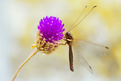 Close-up of insect on purple flower