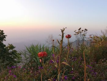 Close-up of flowering plants on field against sky during sunset