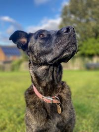 Close-up of dog looking away on field