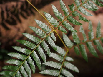 Close-up of leaves on branch