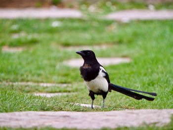 Bird on a field