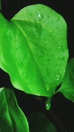 Close-up of water drops on leaf