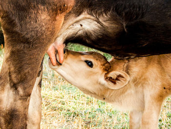 Close-up of calf