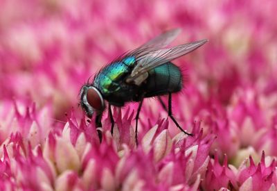 Close-up of fly pollinating on pink flower
