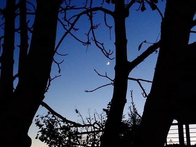 tree, silhouette, low angle view, branch, bare tree, tree trunk, sky, clear sky, nature, dusk, tranquility, outdoors, no people, growth, beauty in nature, sunset, dark, outline, scenics, day