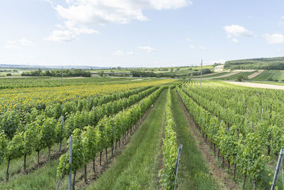 Scenic view of vineyard against sky