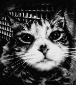 Close-up portrait of a cat