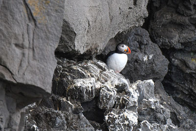 Close-up of birds perching on rock