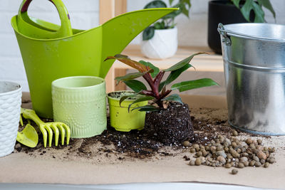 Potted plant on table