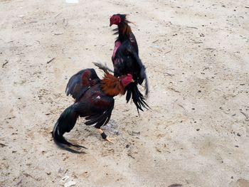 High angle view of roosters fighting on field