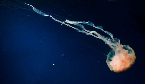 Close-up of jellyfish in sea