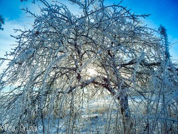 Low angle view of tree against sky