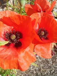 Close-up of red hibiscus