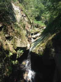 Close-up of water and trees