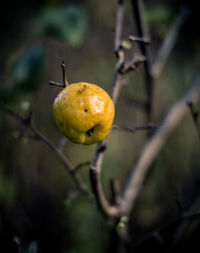 Close-up of fruit
