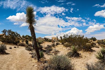 Panoramic view of trees on desert against sky