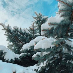 Low angle view of snow covered tree