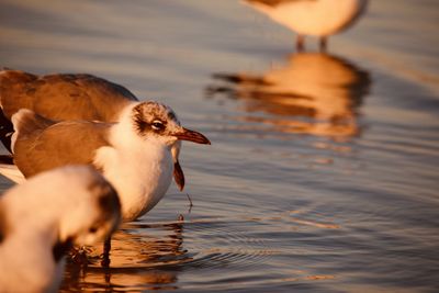 Close-up of bird in lake