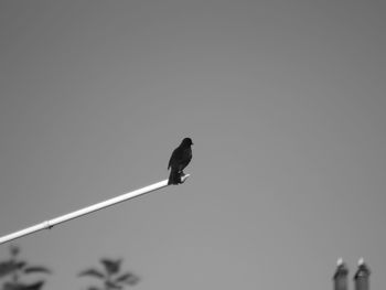 Low angle view of bird perching against clear sky
