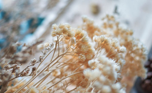 Close-up of beige color wilted flowering plant