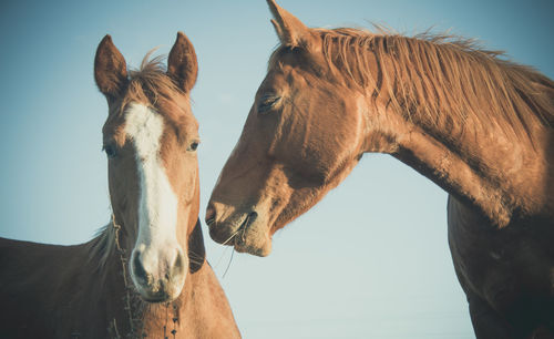 Close-up of a cuple of brown horses against the sky
