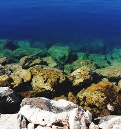 View of turtle in sea