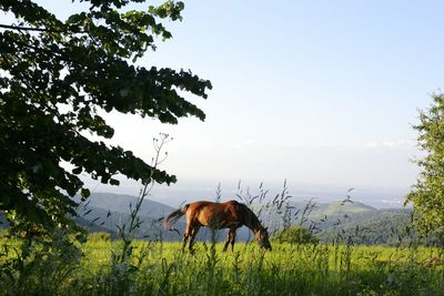 Horses grazing on grassy field