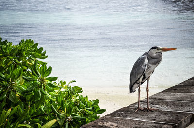 Bird perching on a beach