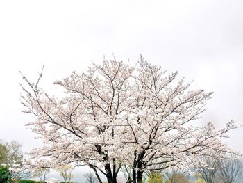 Low angle view of blossom tree against sky