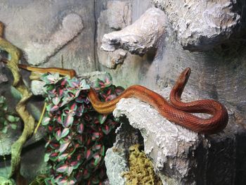 Close-up of lizard on rock