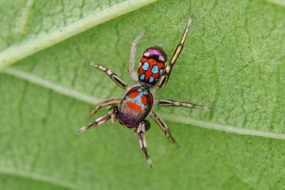 Close-up of insect on leaf