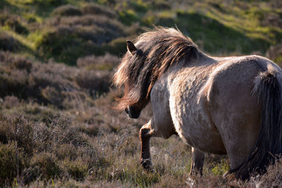 Horse standing on field